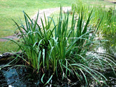 Acorus Calamus